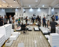 Τις μικρές ώρες της νύχτας, η σάλα της ιχθυόσκαλας σφύζει από ζωή.
